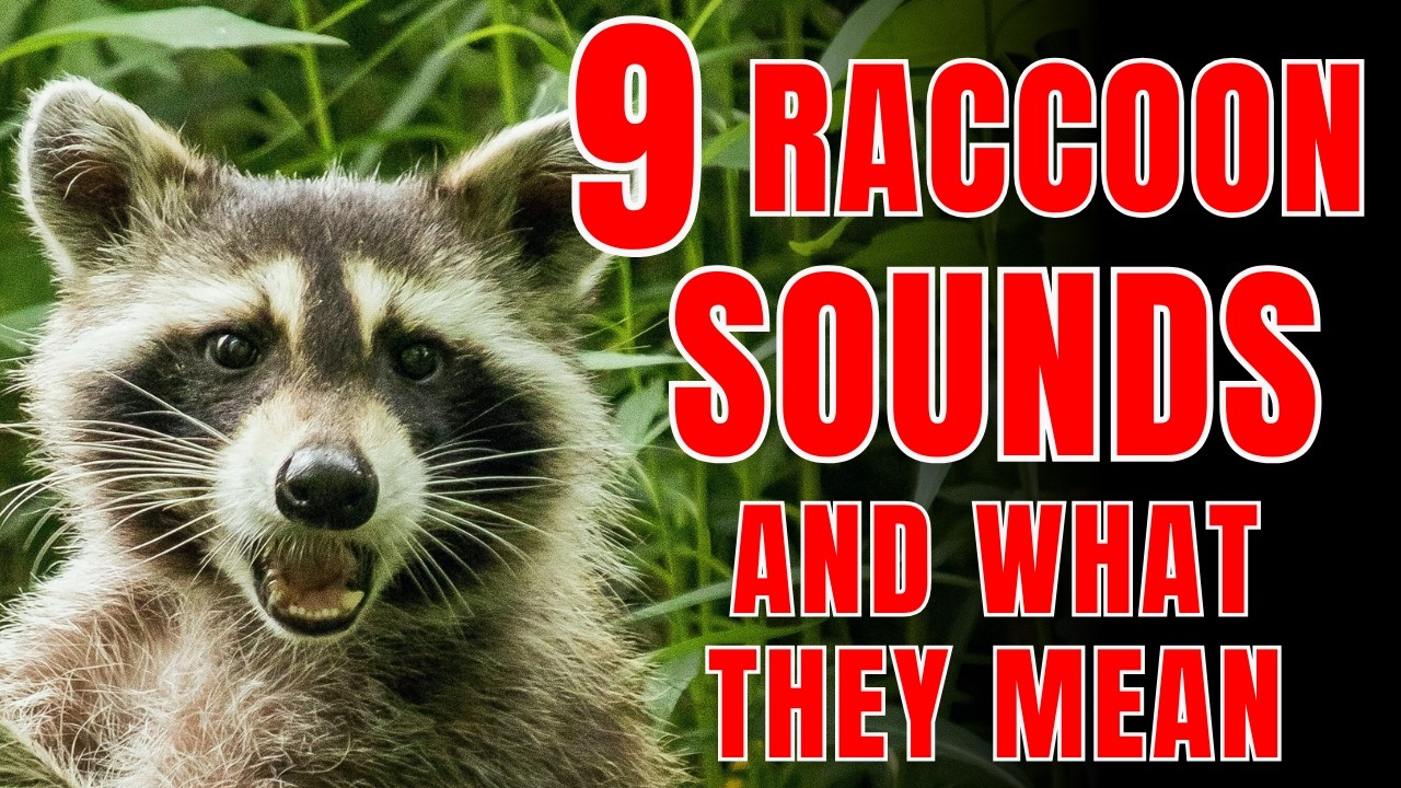 9 Raccoon Sounds Explained: What Their Purrs and Hisses Mean