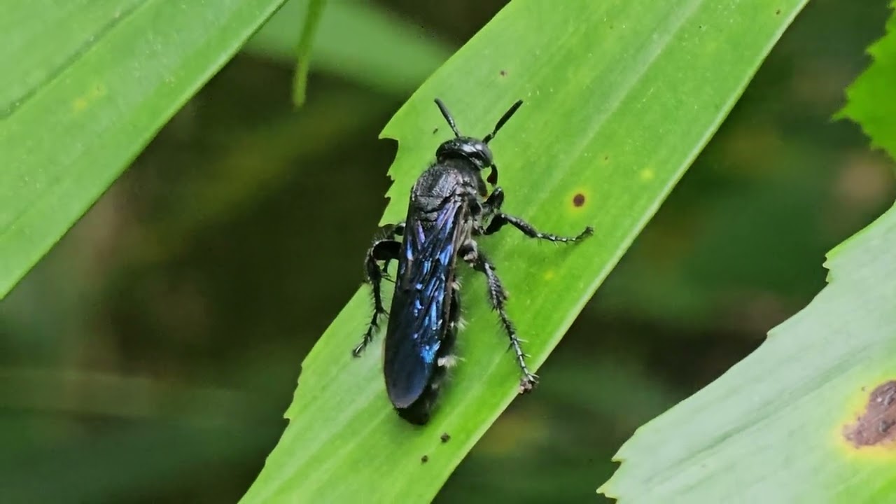 Blue-winged Wasp