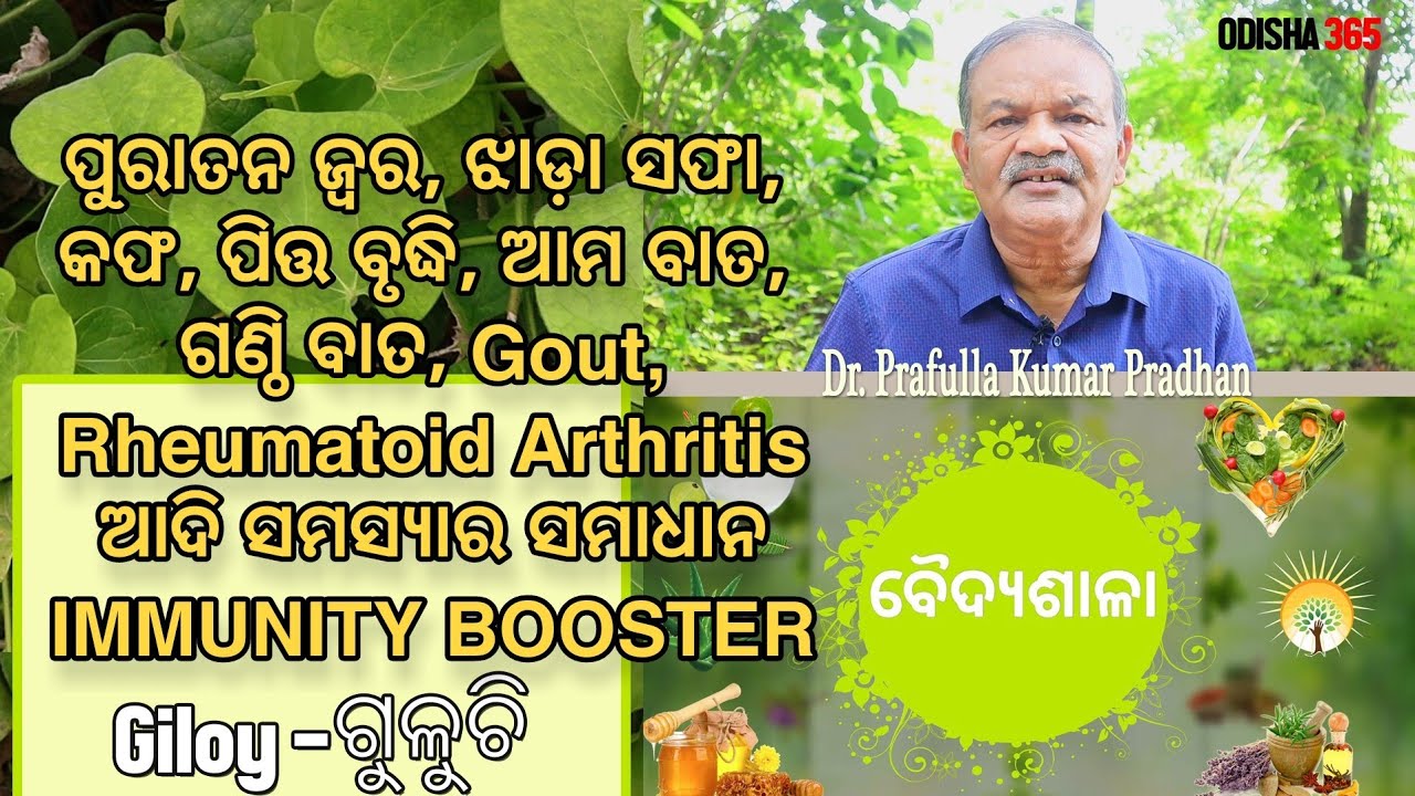 କଫ, ପିତ୍ତ ଓ ବାତ ରୋଗରେ ଉପଯୋଗୀ | ଗୁଳୁଚି | Giloy | VaidyaSala | Dr. Prafulla Pradhan | Odisha365