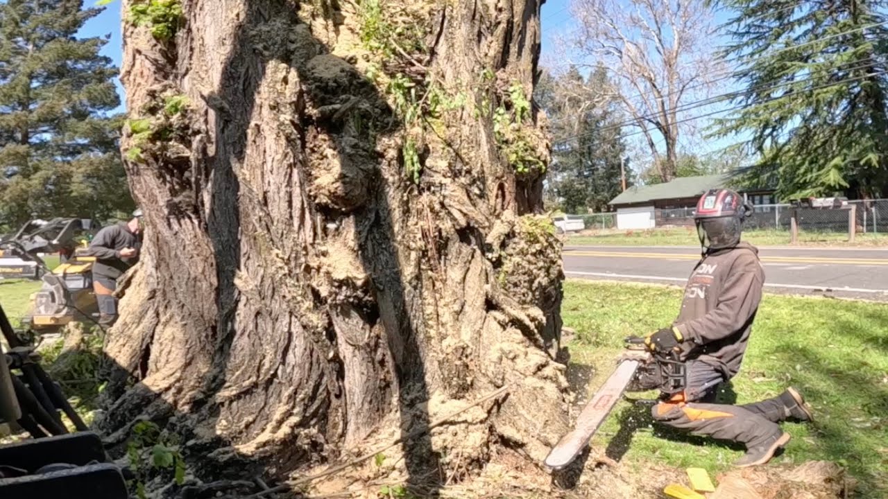 This is a monster Black Locust