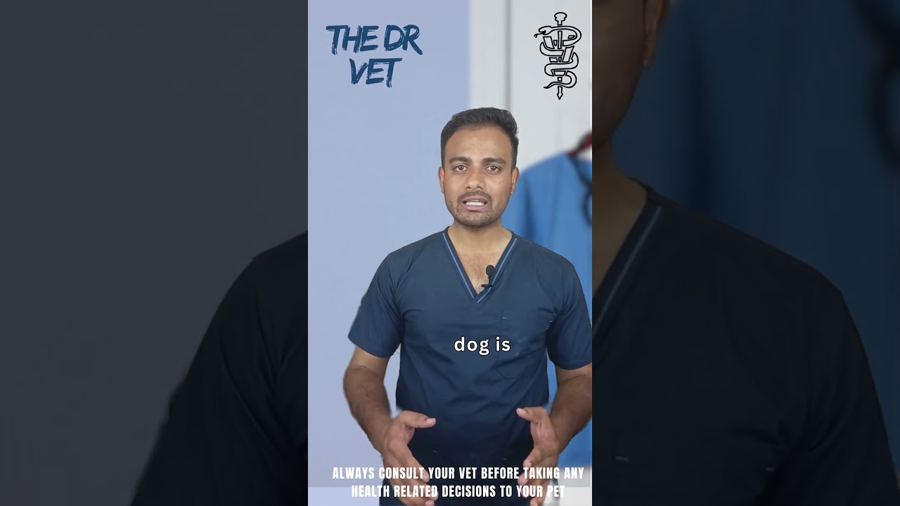 Rabies Vaccine Schedule for Dogs | The Dr Vet   #dog #pet
