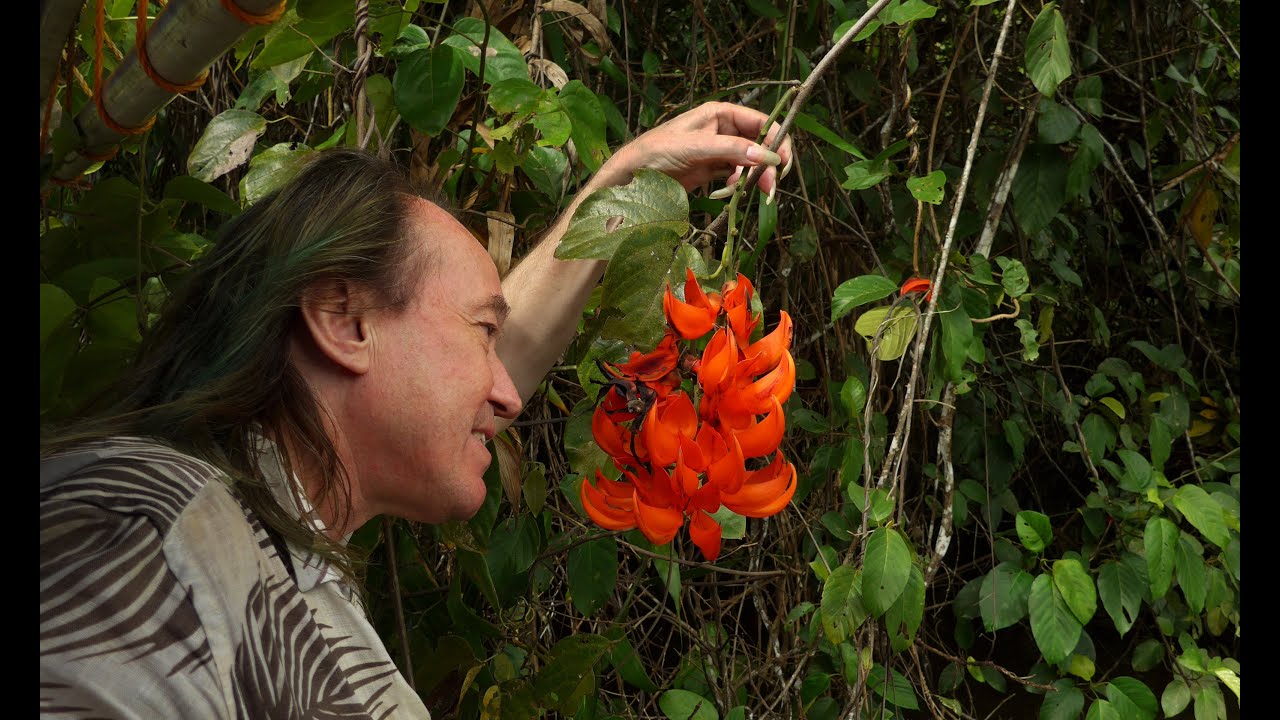 FIELD TRIP WITH PATRICK BLANC IN PAPUA NEW GUINEA - SEPIK LOWLAND RAINFOREST