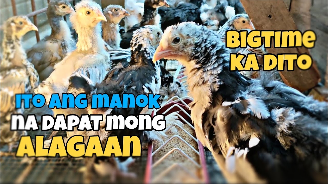 ito ang manok na dapat mong alagaan ,bigtime ka dito/brahma chickenFREE RANGE CHICKEN