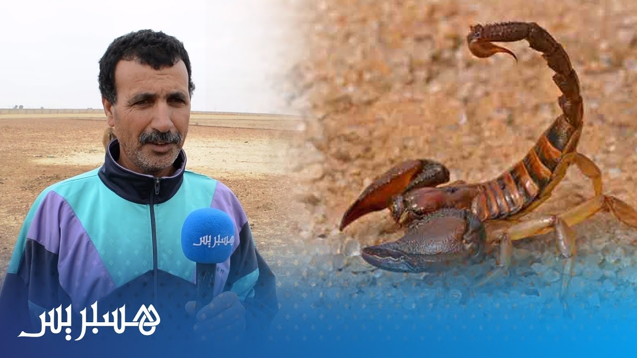 ساكنة الرحامنة تعاني الأمرين من لسعات العقارب ولا بديل عن العلاج البدائي