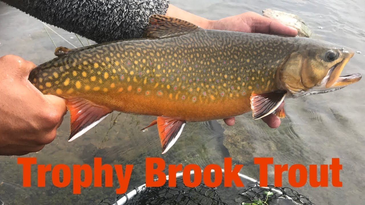 Trophy Brook Trout, Fishing on Gods River