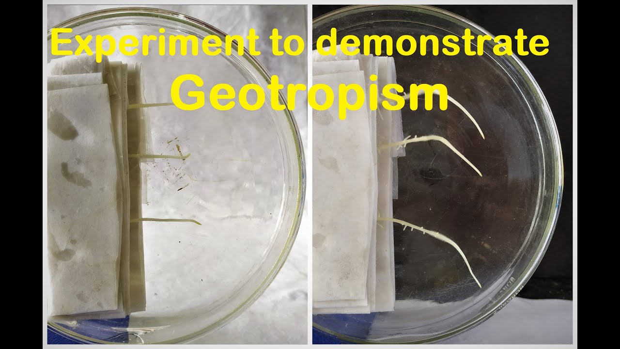 Geotropism experiment