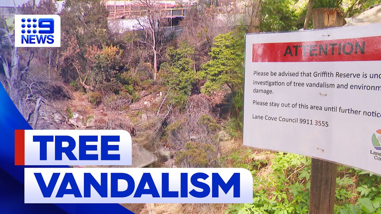 Councils unite to stop illegal tree vandalism in Luxury suburbs | 9 News Australia