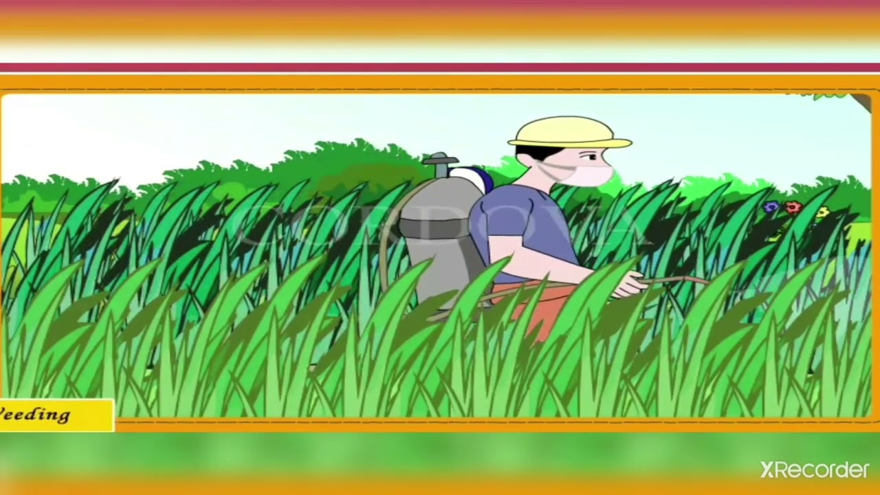 Producing Food #Food Production #How food is produced in fields #EVS ##Class 5