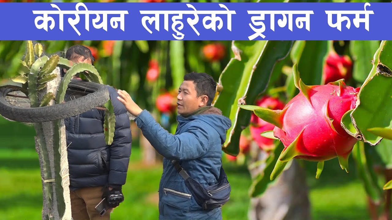 मासिक २ लाखको जागिर छोडी नेपालमा आधुनिक ड्रागन खेती || Dragon fruit farming in Nepal ||