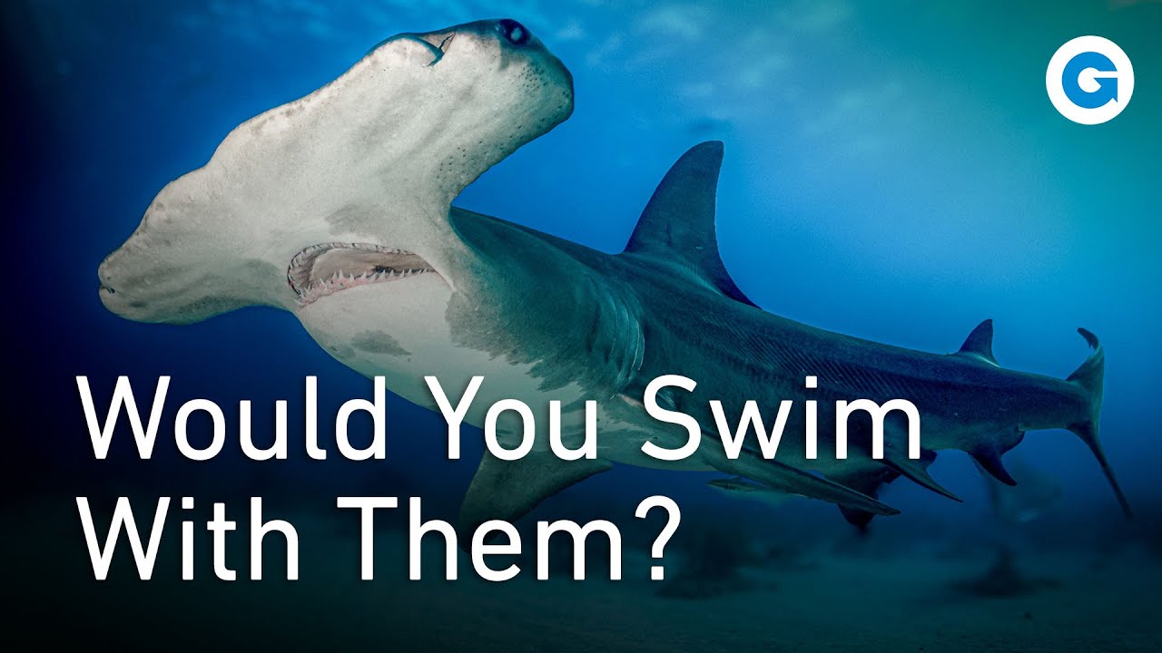 Dive into Danger: Sharks Exposed |&nbsp;Full Wildlife Documentary