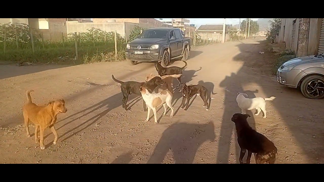 Cachorro de rua