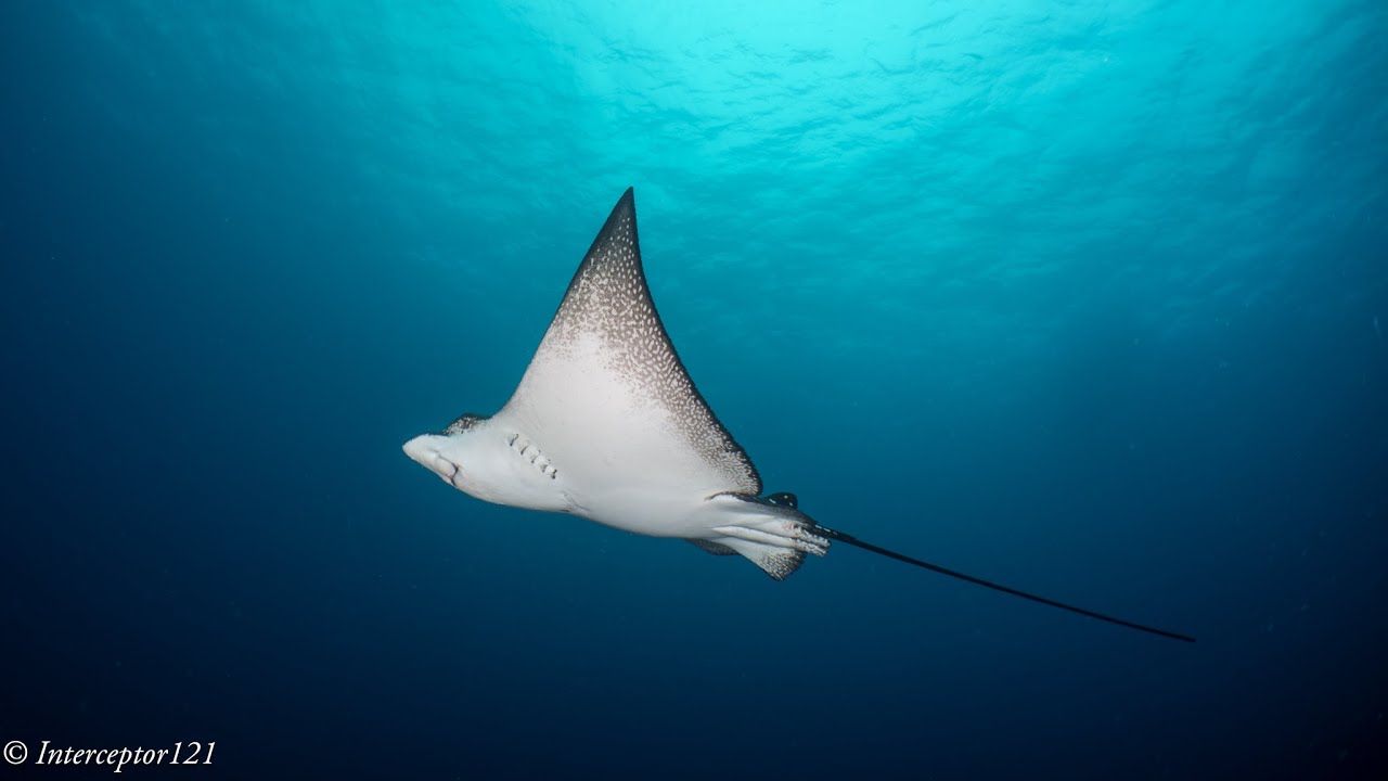La Nevera Dive Site - Sanctuary of Flora and Fauna of Malpelo Island