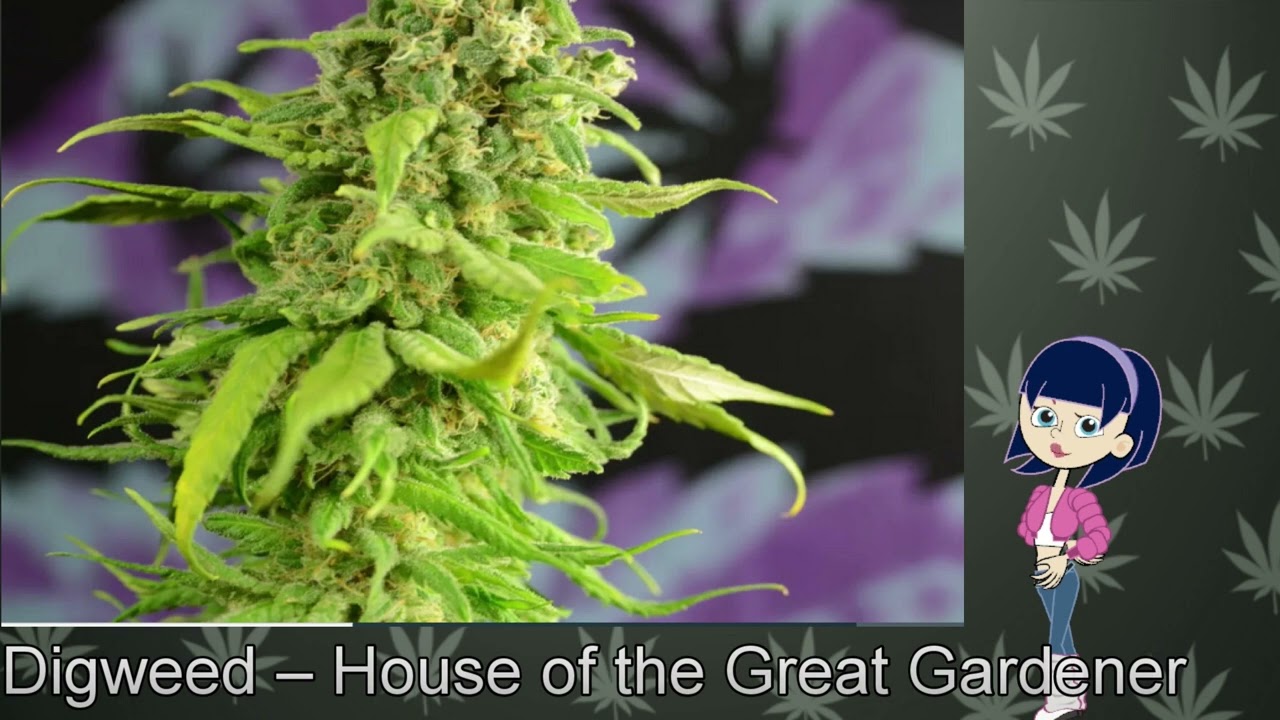 Digweed &ndash; House of the Great Gardener
