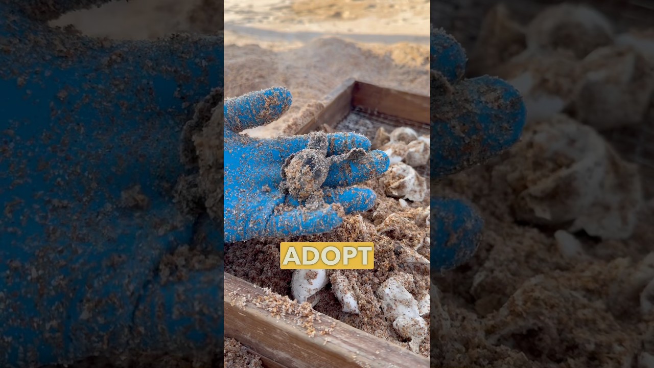 We Adopted a Sea Turtle Nest With Our 3D Prints