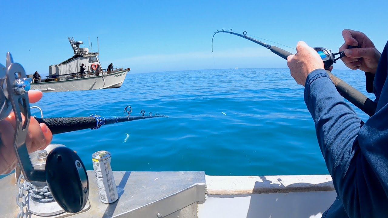 White Seabass Fishing Turns to Wide Open Surface Fishing!
