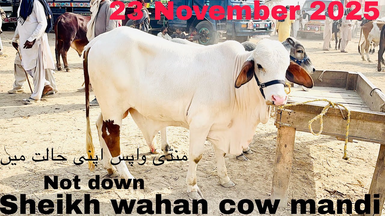 Today Sheikh wahan cow mandi update / apne liye bhi bachry sale purchase kiye / mandi route best 