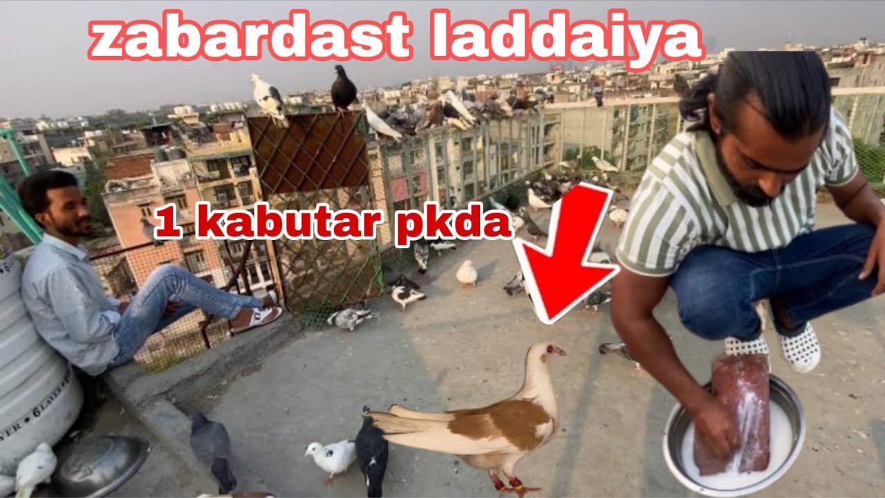 1 zarad kabutar pkda Zabardast ladaiyya 3 tukriyo. Me Delhi pigeon lover new video delhi ki kabutar 