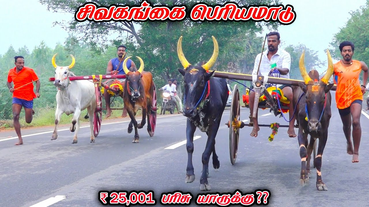 6சிவகங்கை-பெரியமாடு-பந்தயம்_07.12.2025_V_Photography