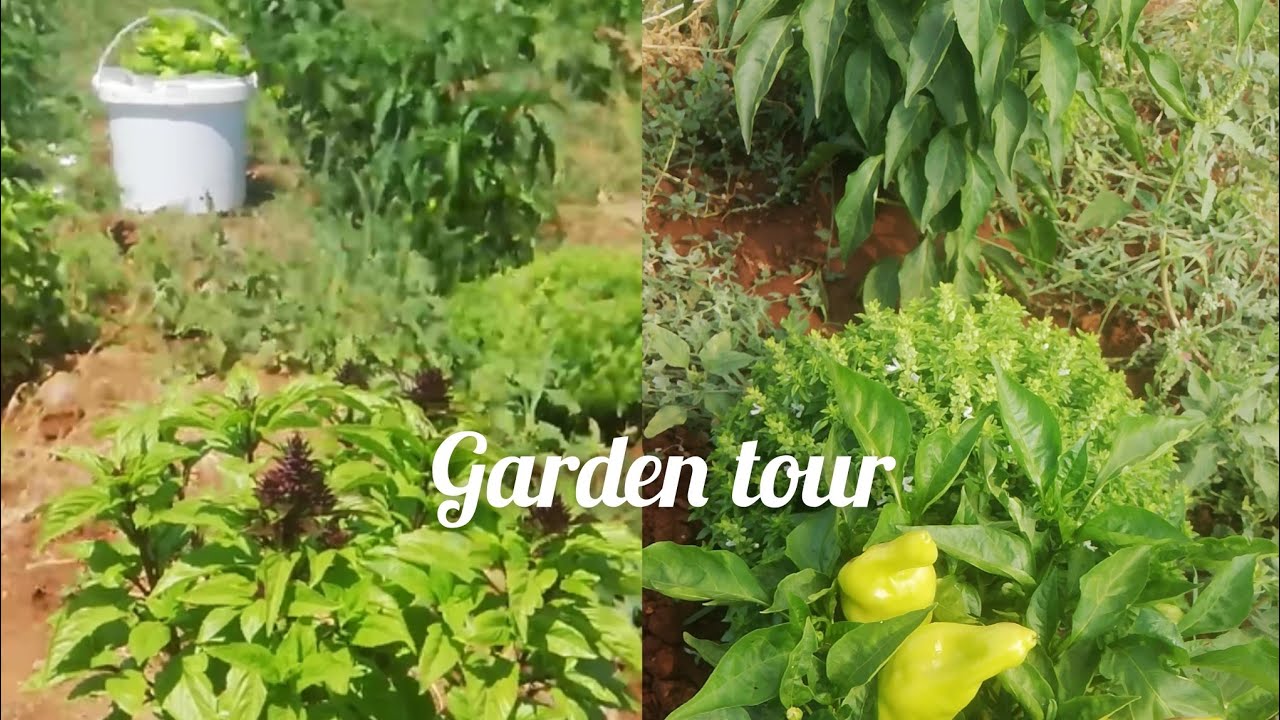 Bahçe günlükleri Garden Tour Denizli tavas ulukent ege de bir Köy ulukent Biber hasatı başladı