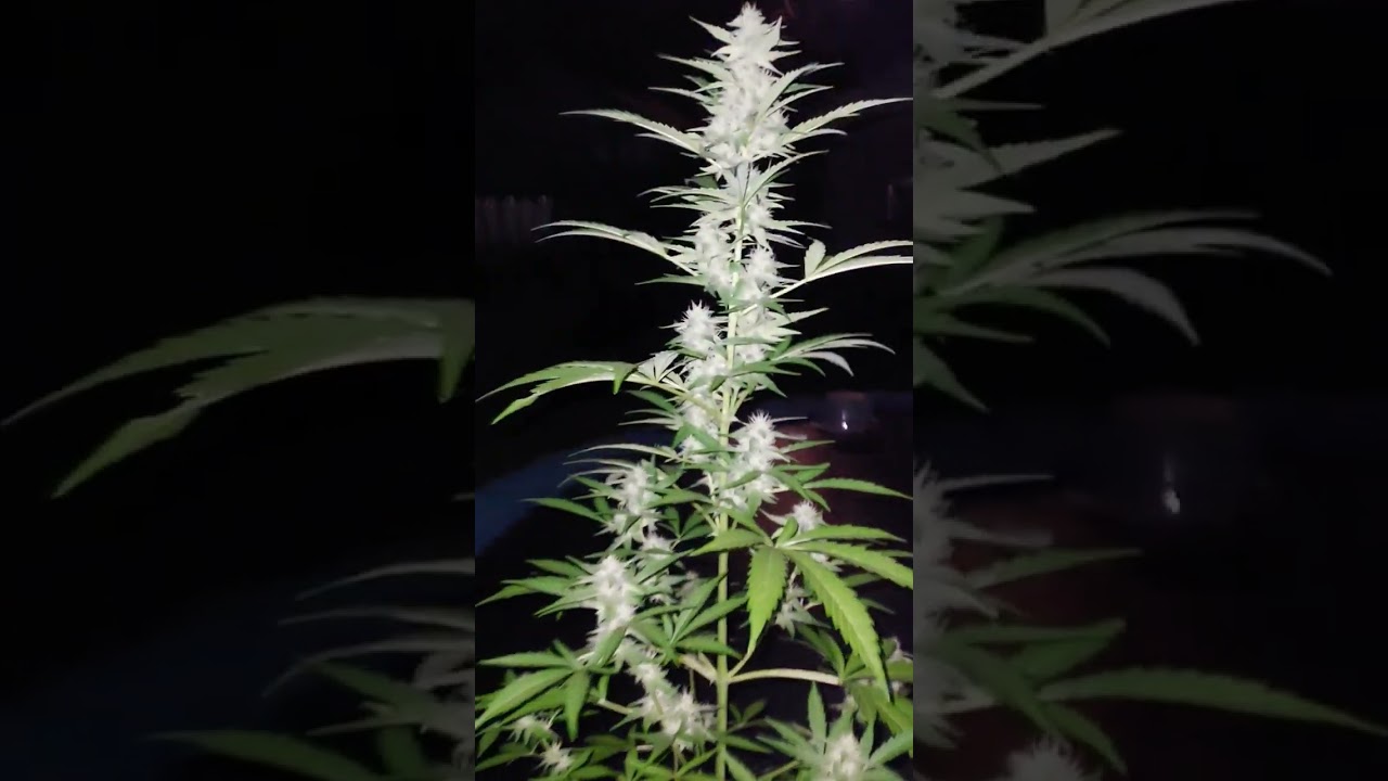 Sour Apple and Mint Jelly autoflower day 51. #Humboldtseedcompany