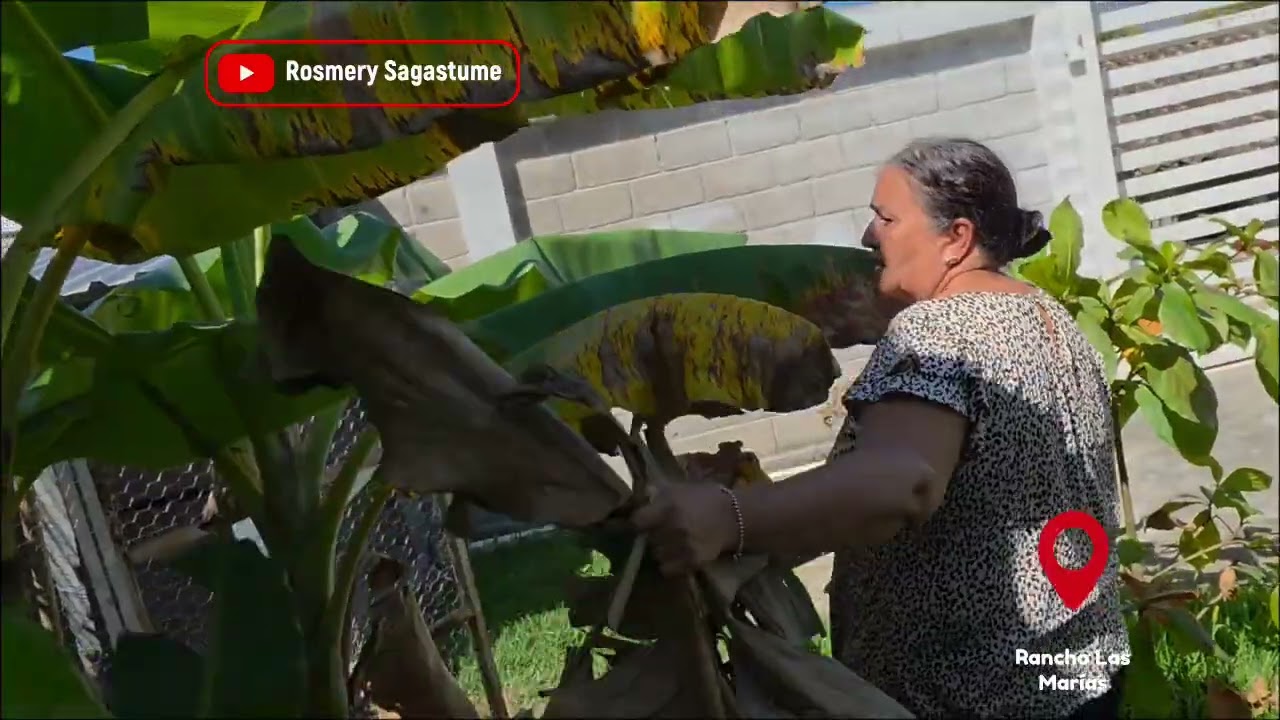 Granja La Reinita en Rancho las Marías (parte ll)Limpiándoles para que estén en un espacio haceado