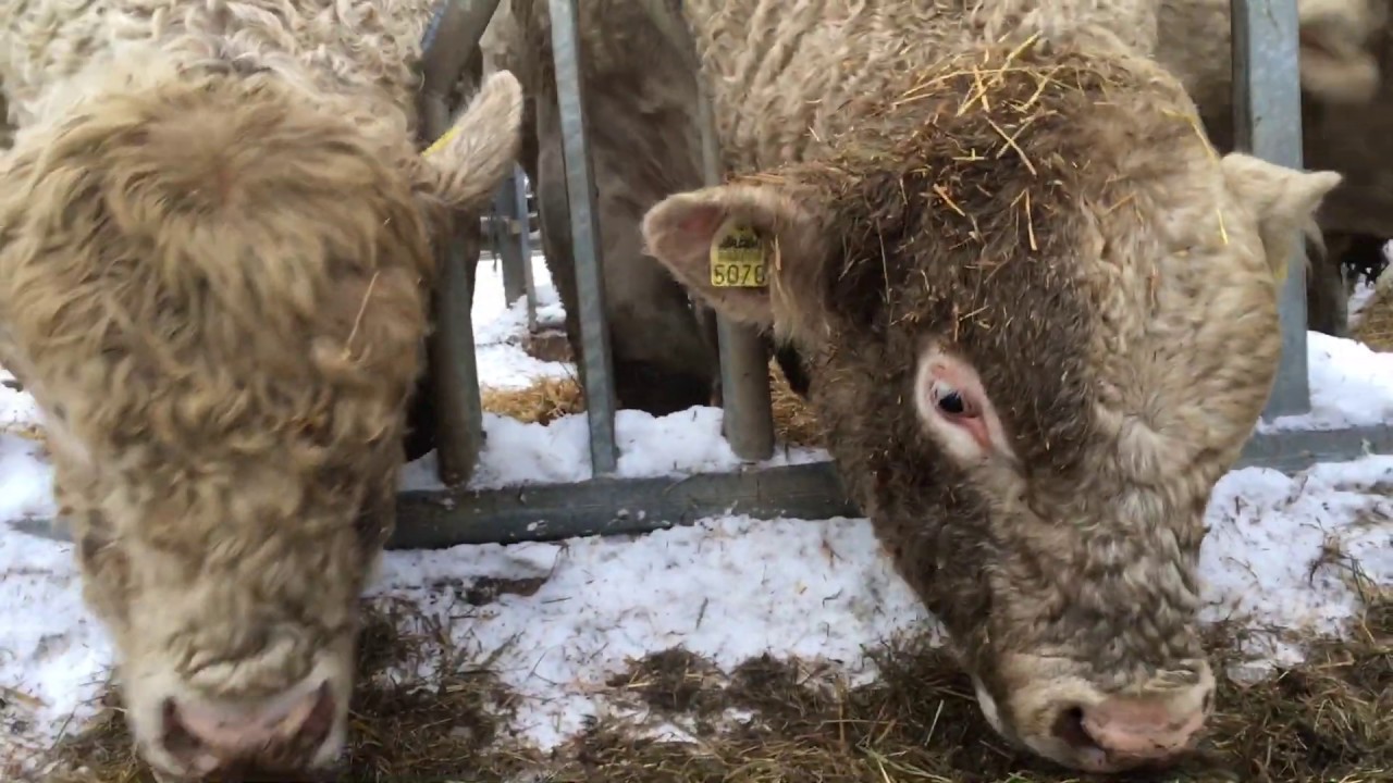 Charolais-sonnit lounaalla