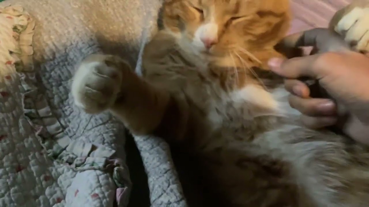 Good night kitty
