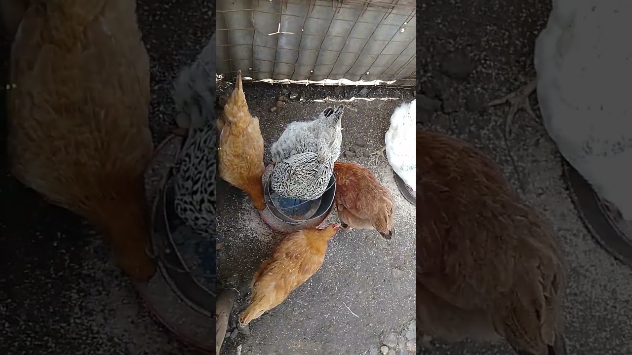 Early morning feeding my birds
