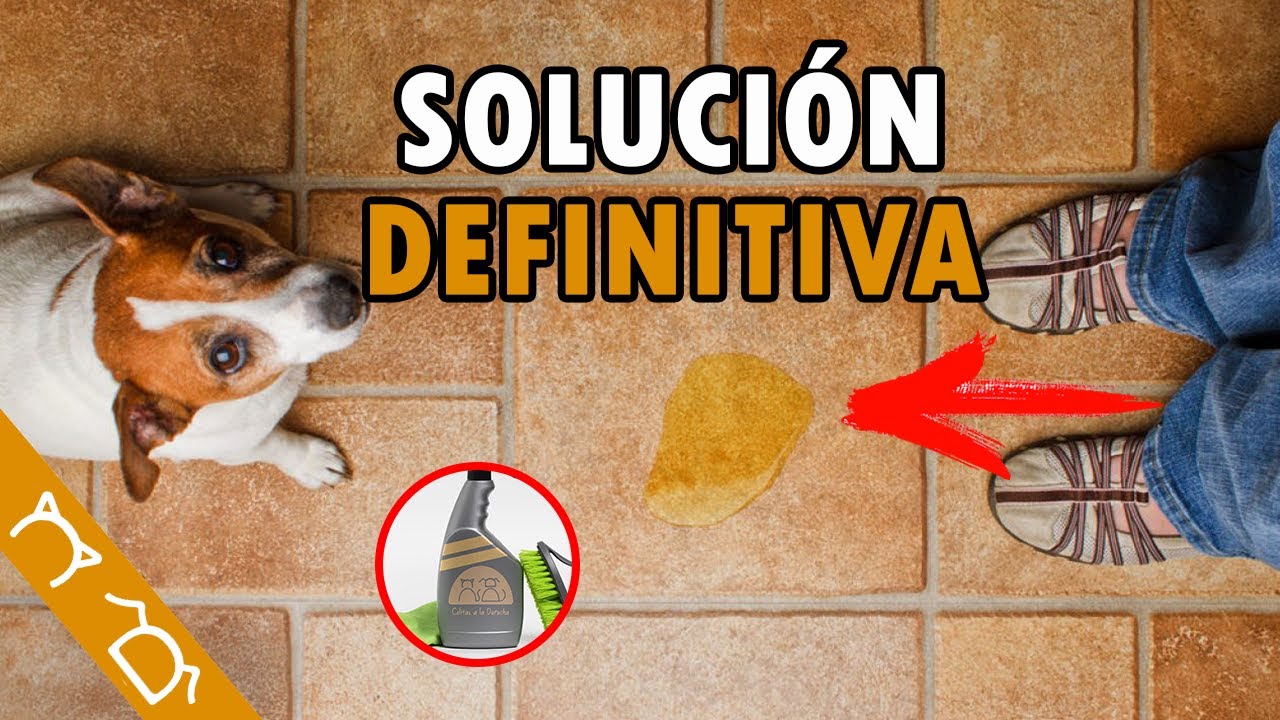Cómo Evitar Que Mi Perro SE ORINE En TODAS PARTES | Cómo Hacer Un REPELENTE PARA PERROS Casero