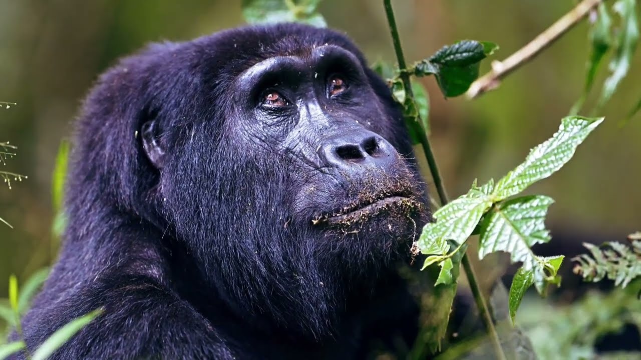 Gorilla in Uganda, Giants of the Forest ! #mariotomasetti #nikon  #gorillatag  #bwindi