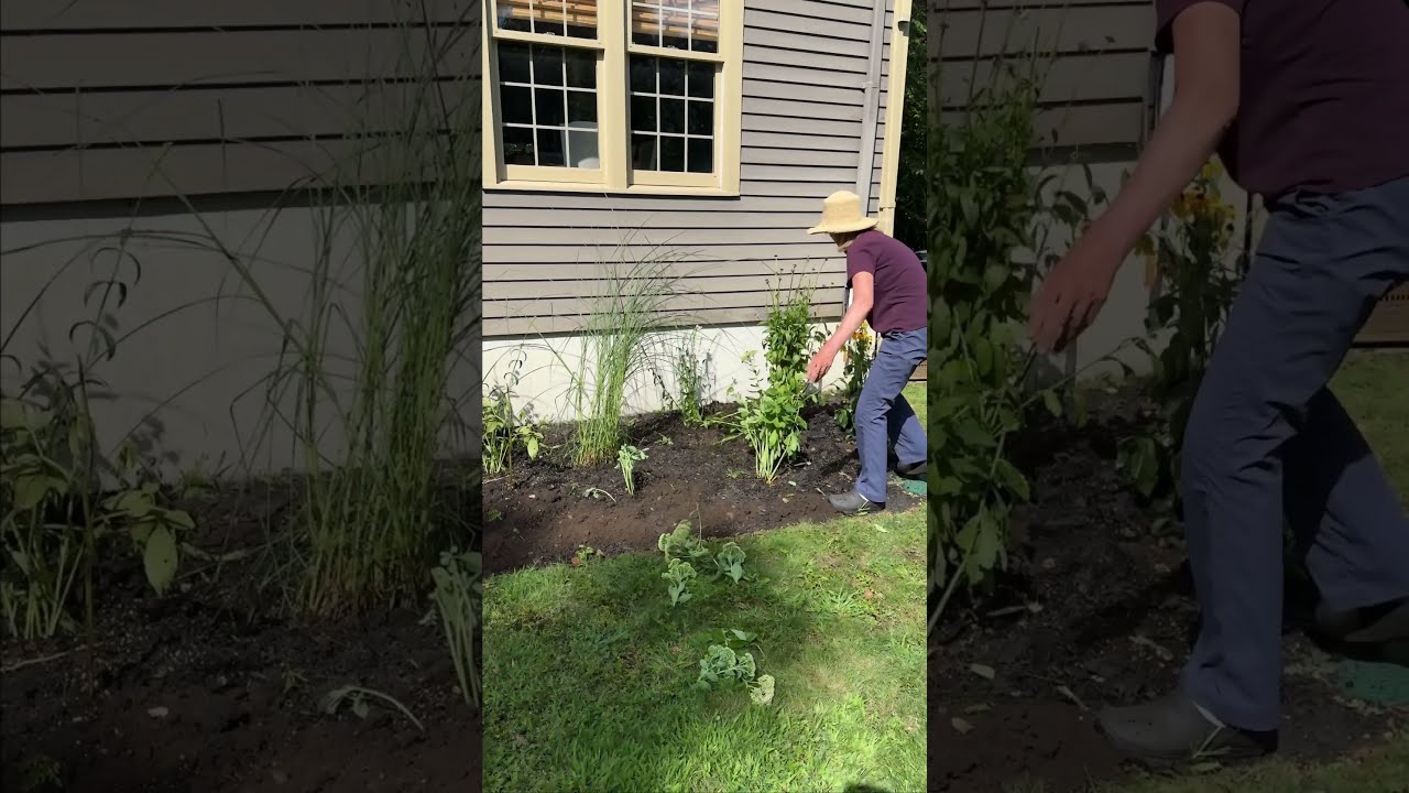 How To Transplant Tall Plants For Greater Success
