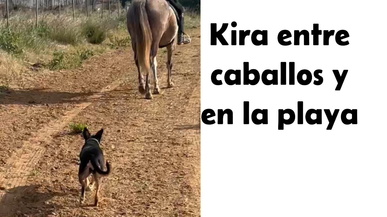 Sacando a una perrita ciega de su zona de confort.