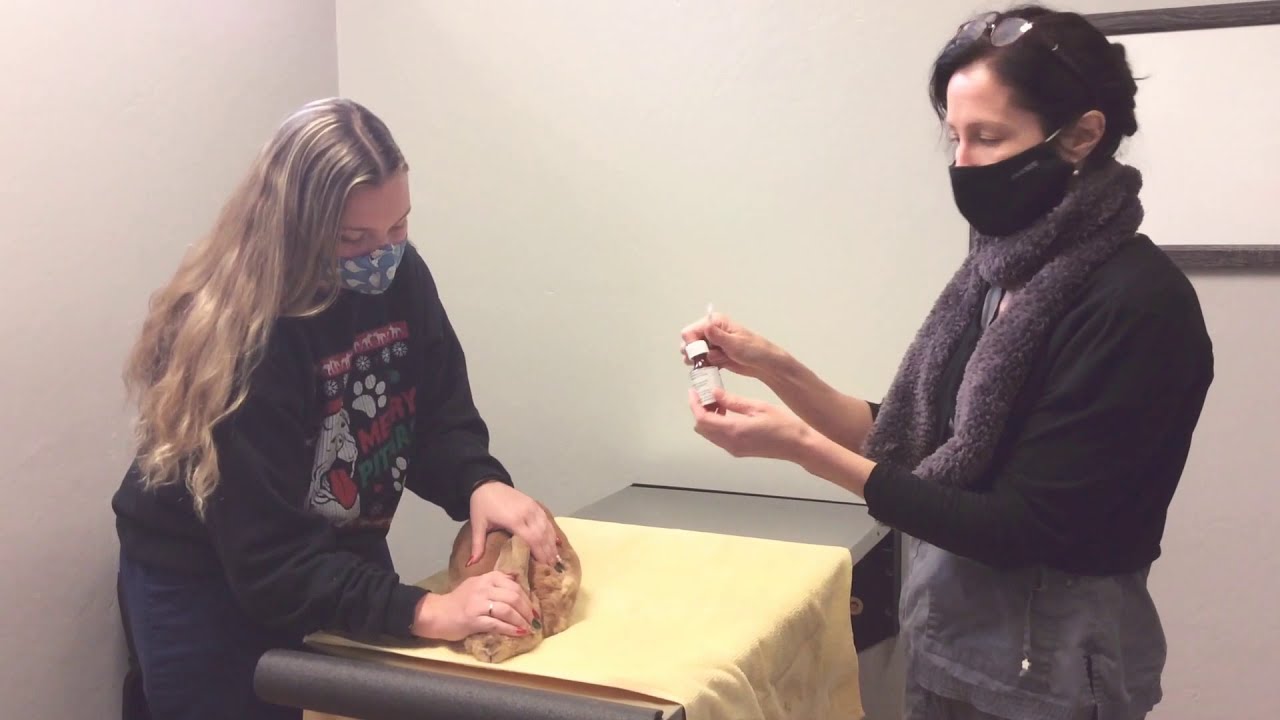 How to Give Oral Meds to a Rabbit using a Bunny Burrito