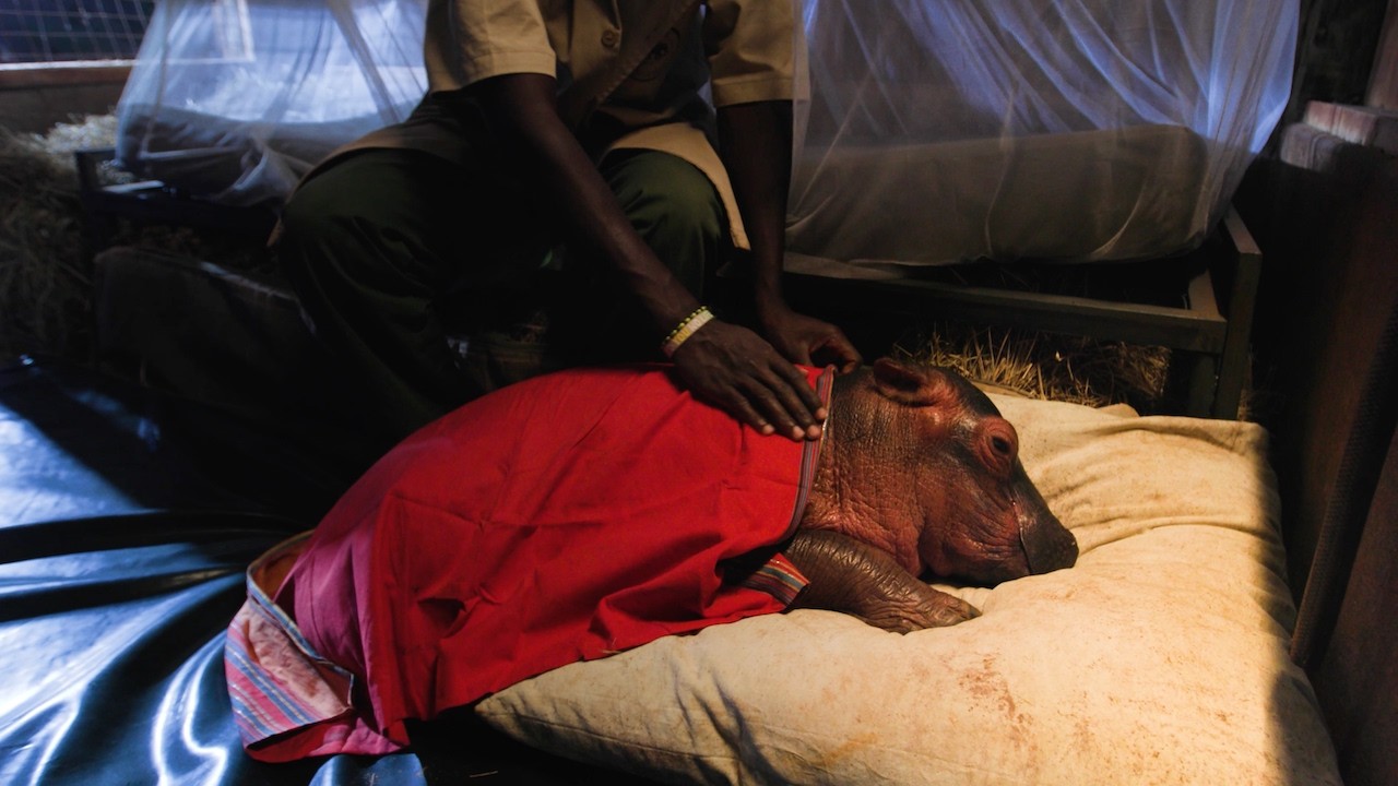 Bedtime with Bumpy the Orphaned Hippo | Sheldrick Wildlife Trust