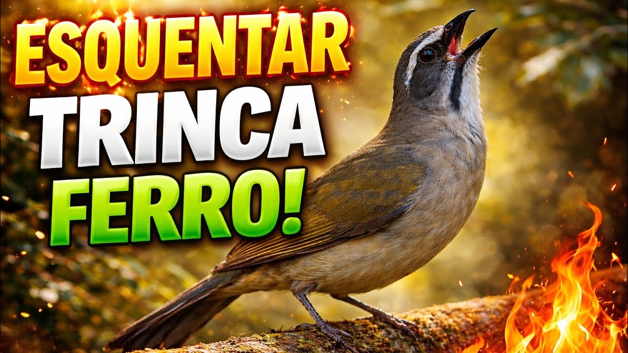 Encarte Natural Para Esquentar Trinca-Ferro 🔥 