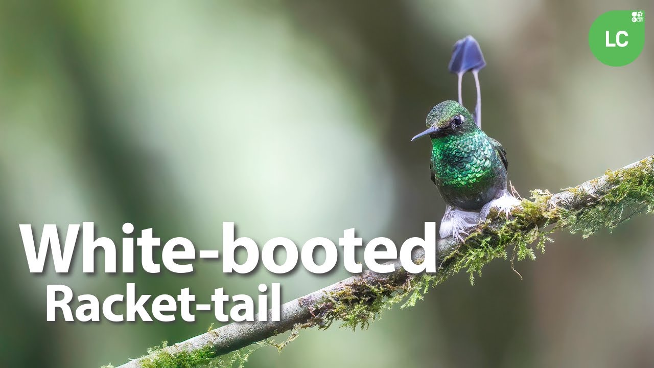 White-booted Racket-tail #hummingbird #colibr&iacute; #beijaflor #picaflor #Colombia