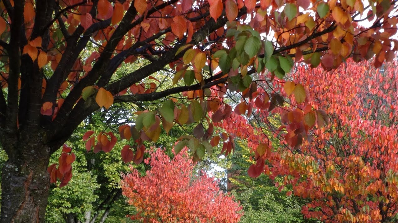 Herbst ist da / Autumn Comes - mit Text