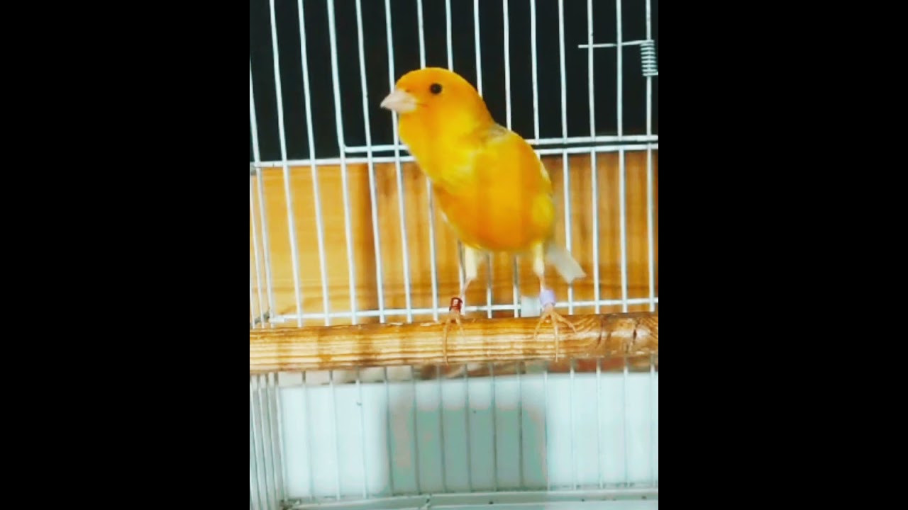 canary wing wonders 
