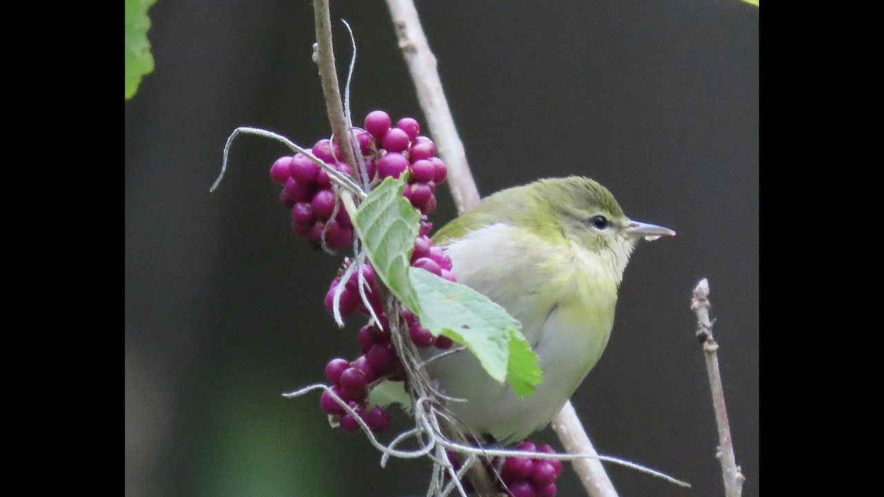 For Educators: Feeding Birds and Project FeederWatch
