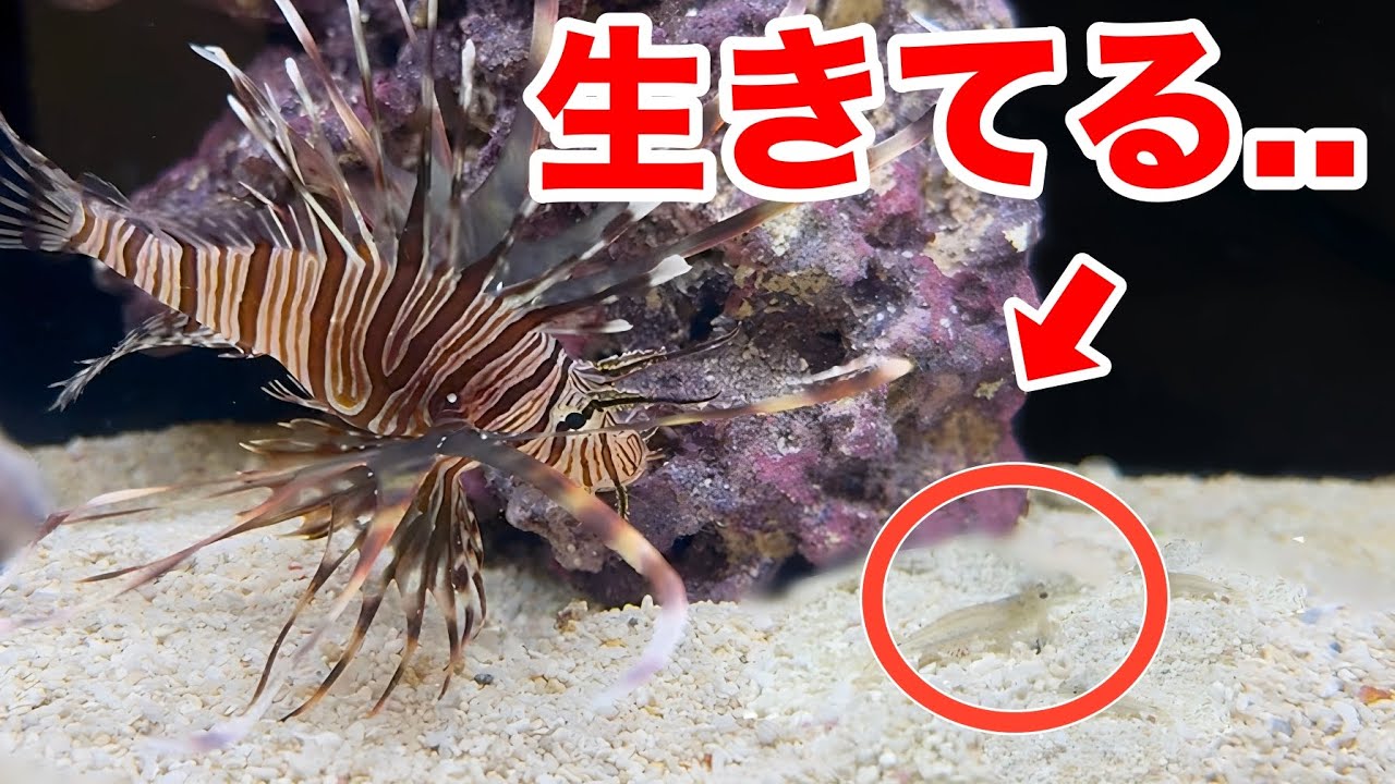 ヤバすぎる魚の水槽にエビを入れると...！！