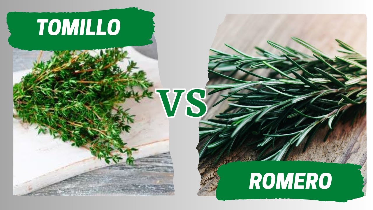 Diferencia entre Tomillo y romero