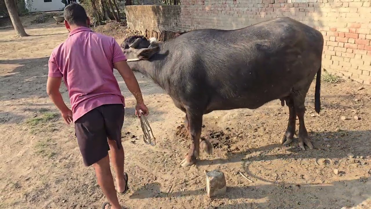 भैंस के लिए  chaara का प्रबंध..... Aman Singh