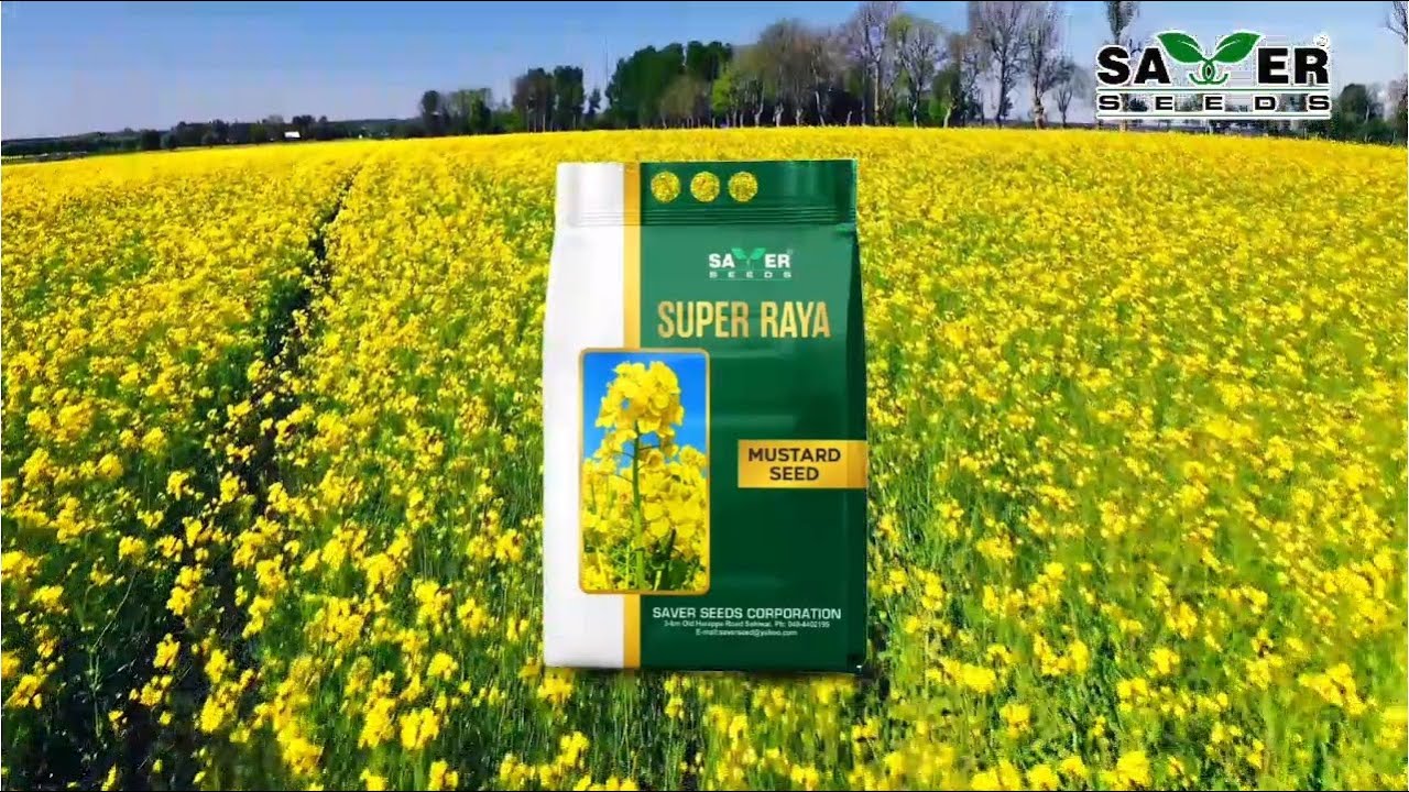 Super Raya Mustard Seeds | High Yield, Fast Germination & Pest Resistant | Saver Seeds Corporation