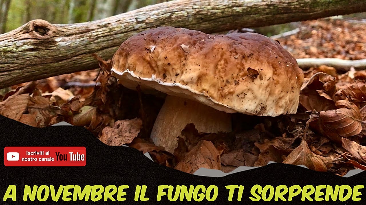 A NOVEMBRE IL FUNGO TI SORPRENDE - PORCINI NOVEMBRE 2023