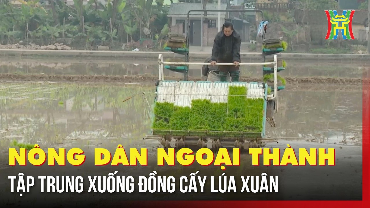 Nông dân ngoại thành tập trung xuống đồng cấy lúa xuân | Tin tức