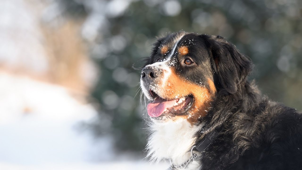 Training Tips for Bernese Mountain Dogs