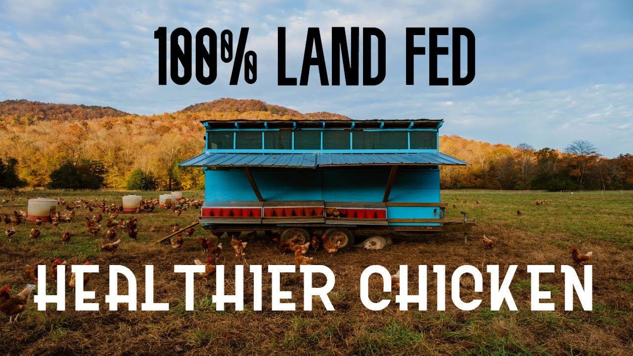 Raising Chickens on 100% Land-Based Feed (No Commercial Feed Needed)