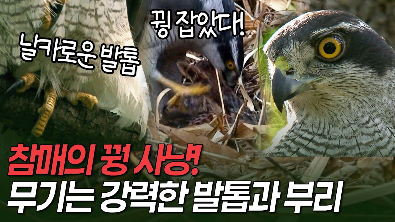 참매의 꿩 사냥! 최고 속도는 시속 300km, 날카로운 발톱과 부리로 먹잇감을 공격한다 [와일드코리아-멸종위기종 5회 하늘의 최강자, 맹금류] / KBS 20170527 방송