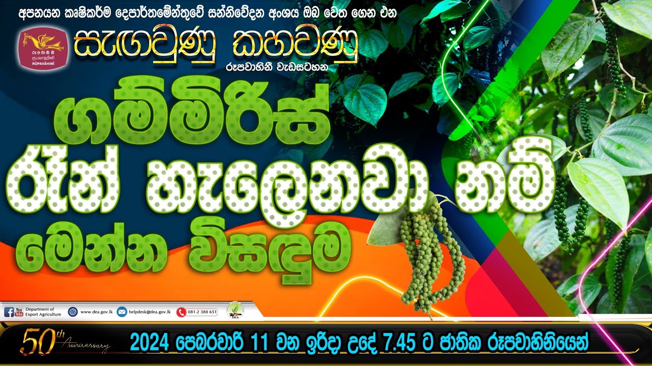 ගම්මිරිස් රෑන් හැලෙනවා නම් මෙන්න විසදුම
