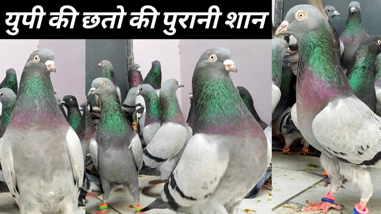 Orejnal High Flyer Kabootar !! Haer Kabootar !! Sabj Kabootar !! Arshad idrisi Pigeon